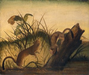 Langhalet væsel, ca. 1845. af John James Audubon