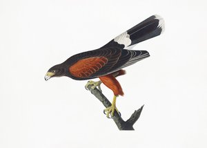 Louisiana-høg fra *Birds of America* (1827) af John James Audubon