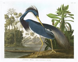 Louisiana Heron, 1834