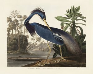 Louisiana-hejre fra *Birds of America* (1827) af John James Audubon