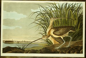 Han og hun langnæbbet krølle af John James Audubon
