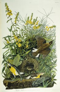 Englærke, 1832 af John James Audubon
