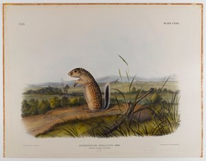 Mexicansk murmeldyr egern af John James Audubon