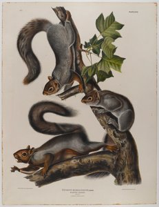 Vandrende egern af John James Audubon