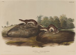 Weasel Shadows af John James Audubon