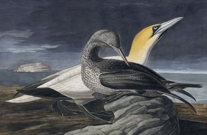 Northern Gannet, Morus Bassanus, fra "The Birds of America" af John J. Audubon, pub. 1827-38 af John James Audubon