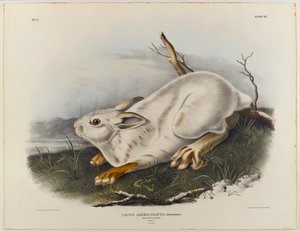 Nordhare (vinterpelage) af John James Audubon