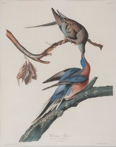 Passagerdue af John James Audubon