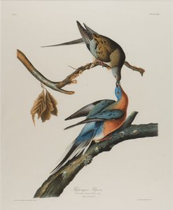Passagerdue, 1827-1838 (wc på papir) af John James Audubon