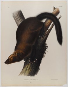 Vimpler martin eller fisher af John James Audubon