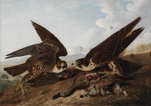 Vandrefalke af John James Audubon