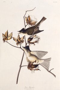 Pewit Fluefanger. Fra The Birds of America, 1827-1838. af John James Audubon