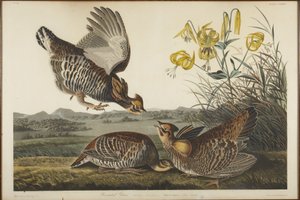 Præriehøne af John James Audubon