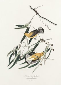 Prothonotary-sanger fra *Birds of America* (1827) af John James Audubon