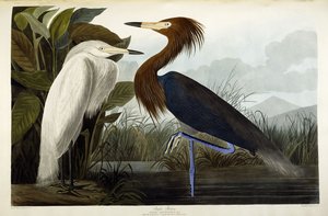 Lilla hejre, ca. 1835 af John James Audubon