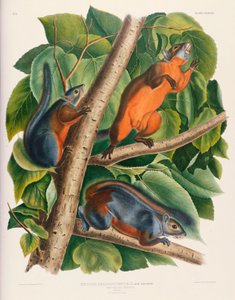 Rødbuget egern af John James Audubon