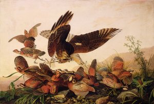Rødskuldret høg angriber bobhvide agerhøns, 1827 af John James Audubon