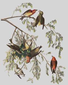 Røde Korsnæb, Loxia Curvirostra, fra "The Birds of America" af John J. Audubon, pub. 1827-38 af John James Audubon