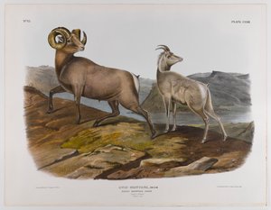 Rocky Mountain får, 1845 af John James Audubon