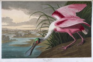 Roseate skestork. Voksen mand af John James Audubon