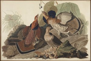 Kravehøne af John James Audubon