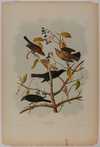 Rusten Grackle af John James Audubon