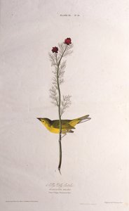 Selbys Fluefanger. Fra The Birds of America, 1827-1838. af John James Audubon