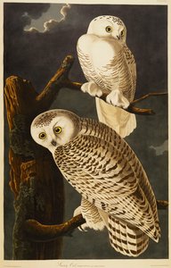 Sne ugle af John James Audubon