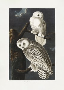 Sneugle fra *Birds of America* (1827) af John James Audubon
