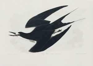Sodterne fra *Birds of America* (1827) af John James Audubon