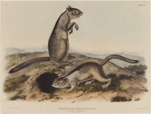 Spermophilus Douglassii (To Douglas egern) af John James Audubon