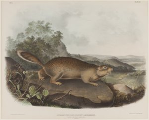 Spermophilus Parry (Parrys murmeldyregern) af John James Audubon