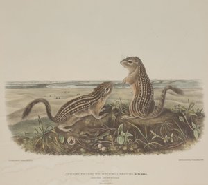 Spermophilus Tridecemlineatus (to leopardegern) af John James Audubon