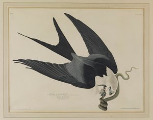 Svalehaleglente af John James Audubon