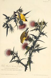 Den amerikanske guldfink. Fra The Birds of America, 1827-1838. af John James Audubon