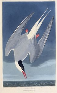 Den arktiske tern. Fra The Birds of America, 1827-1838. af John James Audubon