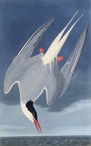 Den arktiske tern. Fra The Birds of America, 1827-1838. af John James Audubon