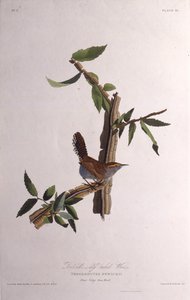 Bewicks gærdesmutte. Fra The Birds of America, 1827-1838. af John James Audubon