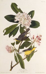 Canadasangeren. Fra The Birds of America, 1827-1838. af John James Audubon