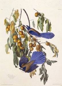Floridas skrubbejay. Fra The Birds of America, 1827-1838. af John James Audubon