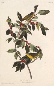 Nashville-sangeren. Fra The Birds of America, 1827-1838. af John James Audubon