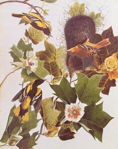 The Oriole, fra Birds of America af John James Audubon