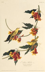 Rathbone Warbler. Fra The Birds of America, 1827-1838. af John James Audubon