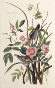 Havsidefinken. Fra The Birds of America, 1827-1838. af John James Audubon