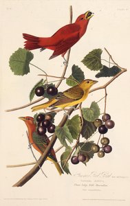 Den røde sommerfugl. Fra The Birds of America, 1827-1838. af John James Audubon