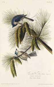 Den sortkammede mejse. Fra The Birds of America, 1827-1838. af John James Audubon