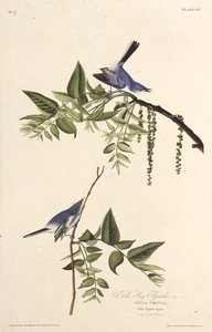 Den blågrå gnatfanger. Fra The Birds of America, 1827-1838. af John James Audubon