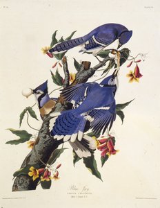 Den blå jay. Fra The Birds of America, 1827-1838.
