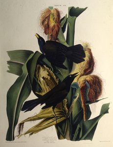 Den almindelige grackle. Fra The Birds of America, 1827-1838. af John James Audubon