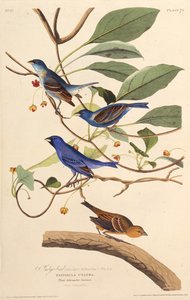 Indigofuglene. Fra The Birds of America, 1827-1838. af John James Audubon